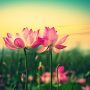 lotus_flower_in_blooming_at_sunset-2560x1600