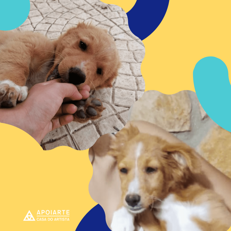 cães Casa do Artista